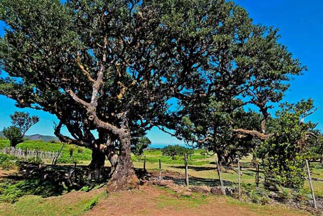 madeira-island-west-tours-taxi-00