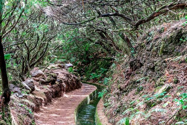 madeira-island-levada-alecrim-hike-madeira-island-00