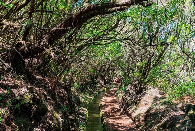 madeira-island-levada-alecrim-hike-madeira-island-01