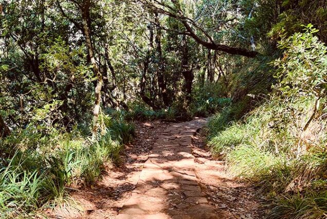 madeira-island-levada-balcoes-hike-madeira-island-01