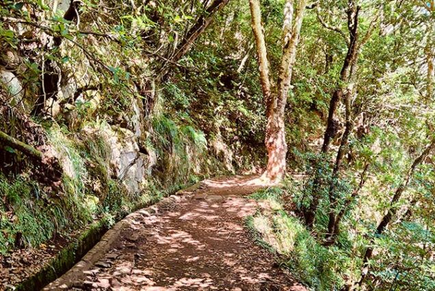 madeira-island-levada-balcoes-hike-madeira-island-06