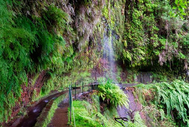 madeira-island-levada-do-rei-hike-madeira-island-00